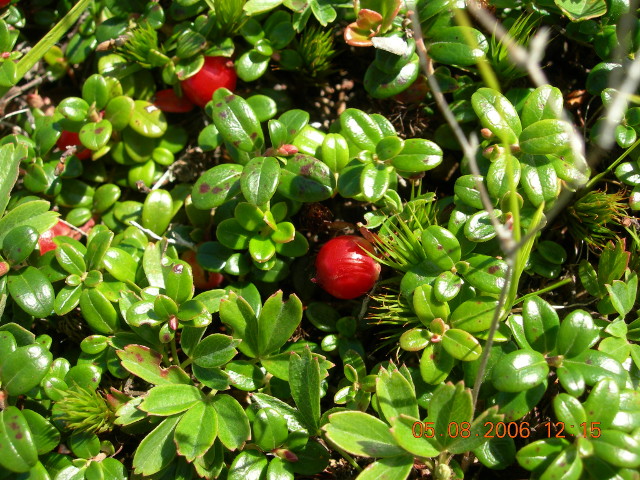 Airelles rouges